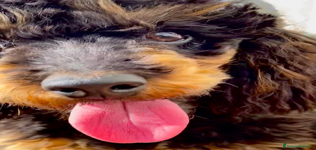 Immagine della galleria {{count}}