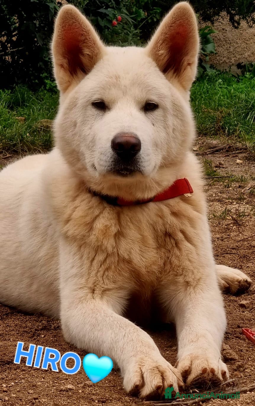 Meticcio cani UNA MAMMA PER HIRO - Annuncio 4
