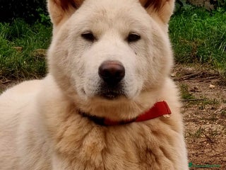 Meticcio cani UNA MAMMA PER HIRO - Annuncio 3