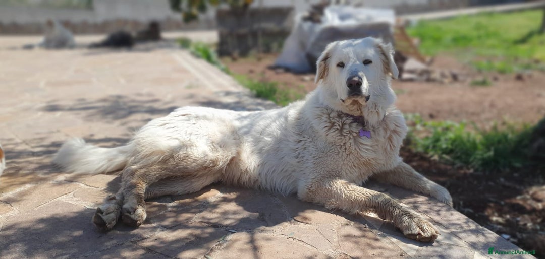 Pastore Maremmano cani in regalo: Rosetta,il cane con la C maiuscola a Pomezia - Annuncio 2