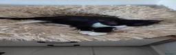 Europeo gatti in regalo: Kitty bellissima gattina dagli occhi smeraldo  - Annuncio 4
