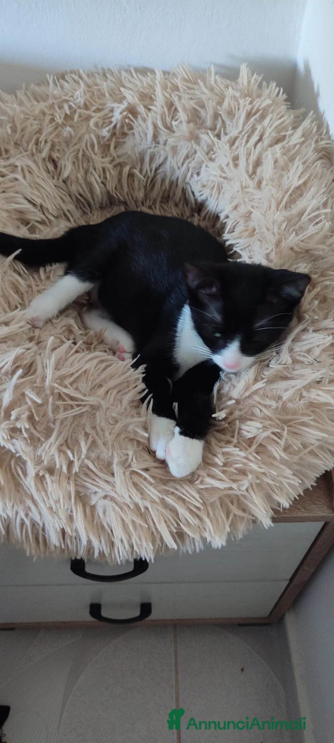 Europeo gatti in regalo: Kitty bellissima gattina dagli occhi smeraldo  - Annuncio 4