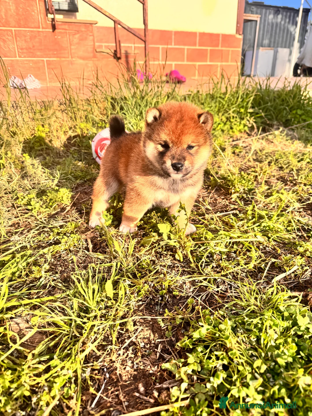 Shiba Inu cani in vendita: Shiba inu con pedigree  - Annuncio 3