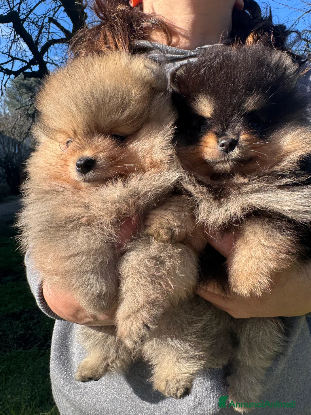 Volpino Pomerania cani in vendita: Volpino di Pomerania - Annuncio 11