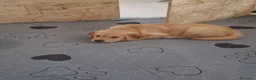 Golden Retriever cani in vendita: Cuccioli di golden retriever a Città metropolitana di Milano - Annuncio 10