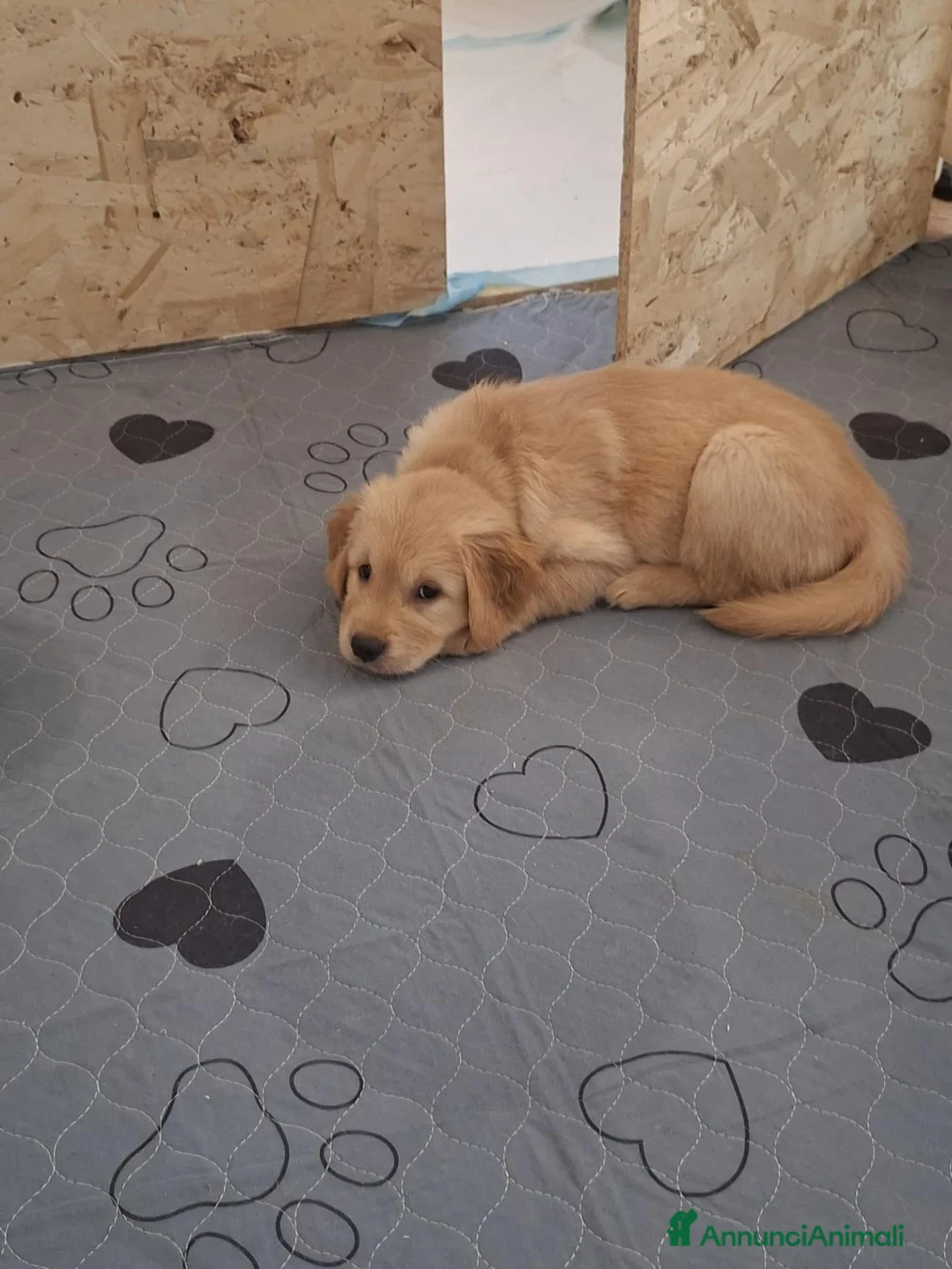 Golden Retriever cani in vendita: Cuccioli di golden retriever a Città metropolitana di Milano - Annuncio 10