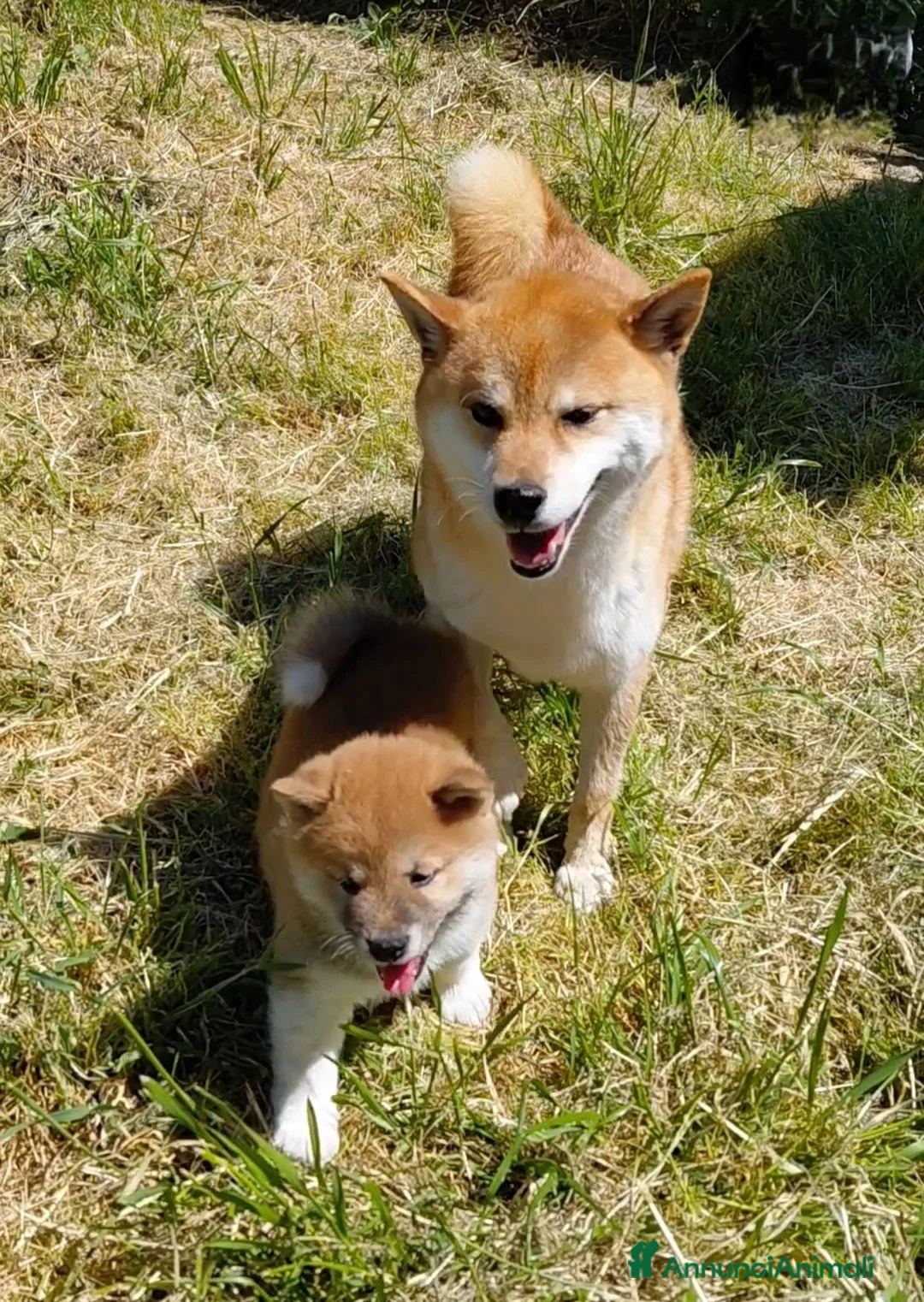 Shiba Inu cani in vendita: Cucciolo di Shiba Inu - Annuncio 1