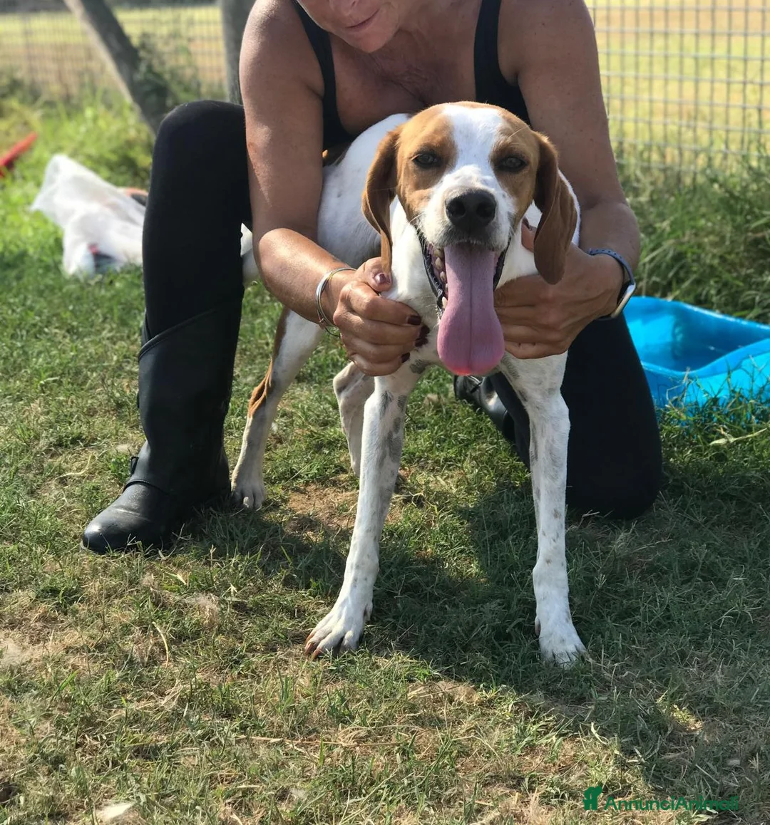 Breton cani in regalo: PUCK, bretoncino bianco/arancio in adozione a Provincia di Latina - Annuncio 2