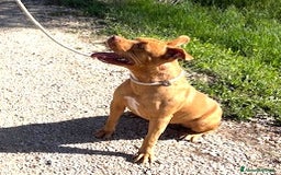 Pitbull cani in regalo: Regina, splendida pit dagli occhi marroni  - Immagine 5