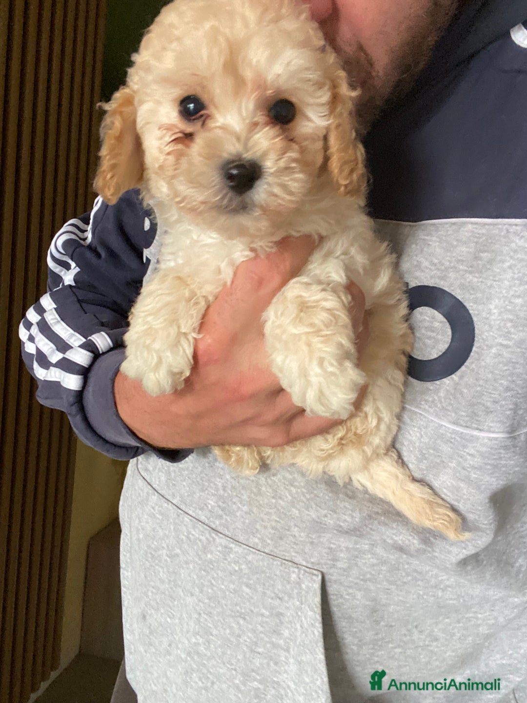 Maltese cani in vendita: Maltipoo a Provincia di Latina - Immagine 9