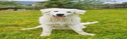 Pastore Abbruzzese Maremmano cani in regalo: Sophie cucciolona tenerissima - Annuncio 6