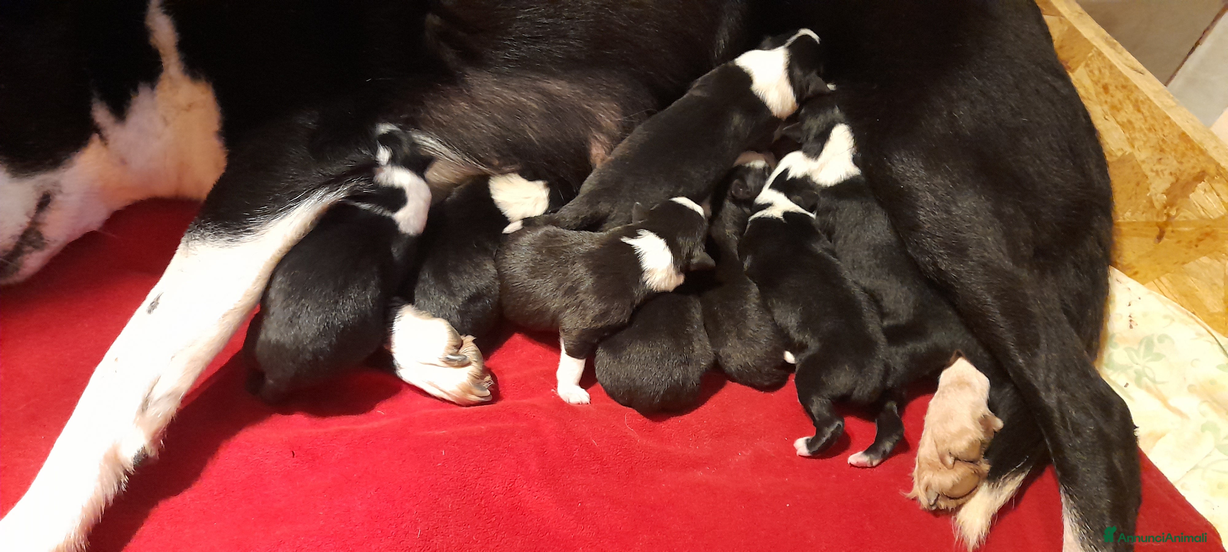 Border Collie cani Border collie linea da lavoro  - Annuncio 23