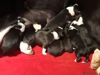 Border Collie cani Border collie linea da lavoro - Annuncio 23