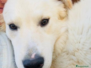 Meticcio cani IL TENERISSIMO AIKO - Annuncio 36