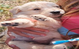 Golden Retriever cani in vendita: Cuccioli Golden Retriever  a Provincia di Cremona - Immagine 3