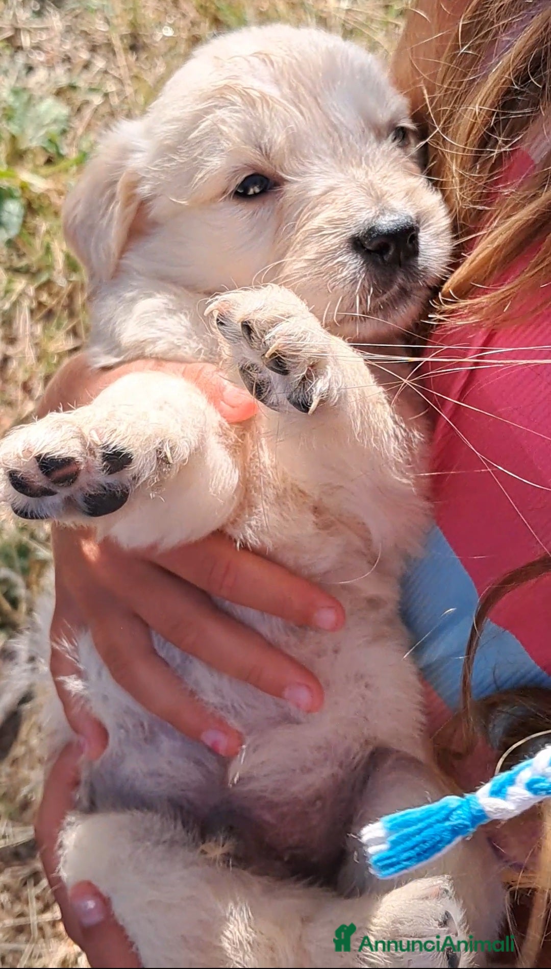 Golden Retriever cani in vendita: Cuccioli Golden Retriever  a Provincia di Cremona - Immagine 3