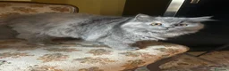 Persiano gatti in vendita: Gattina persiana normotipo  - Annuncio 2