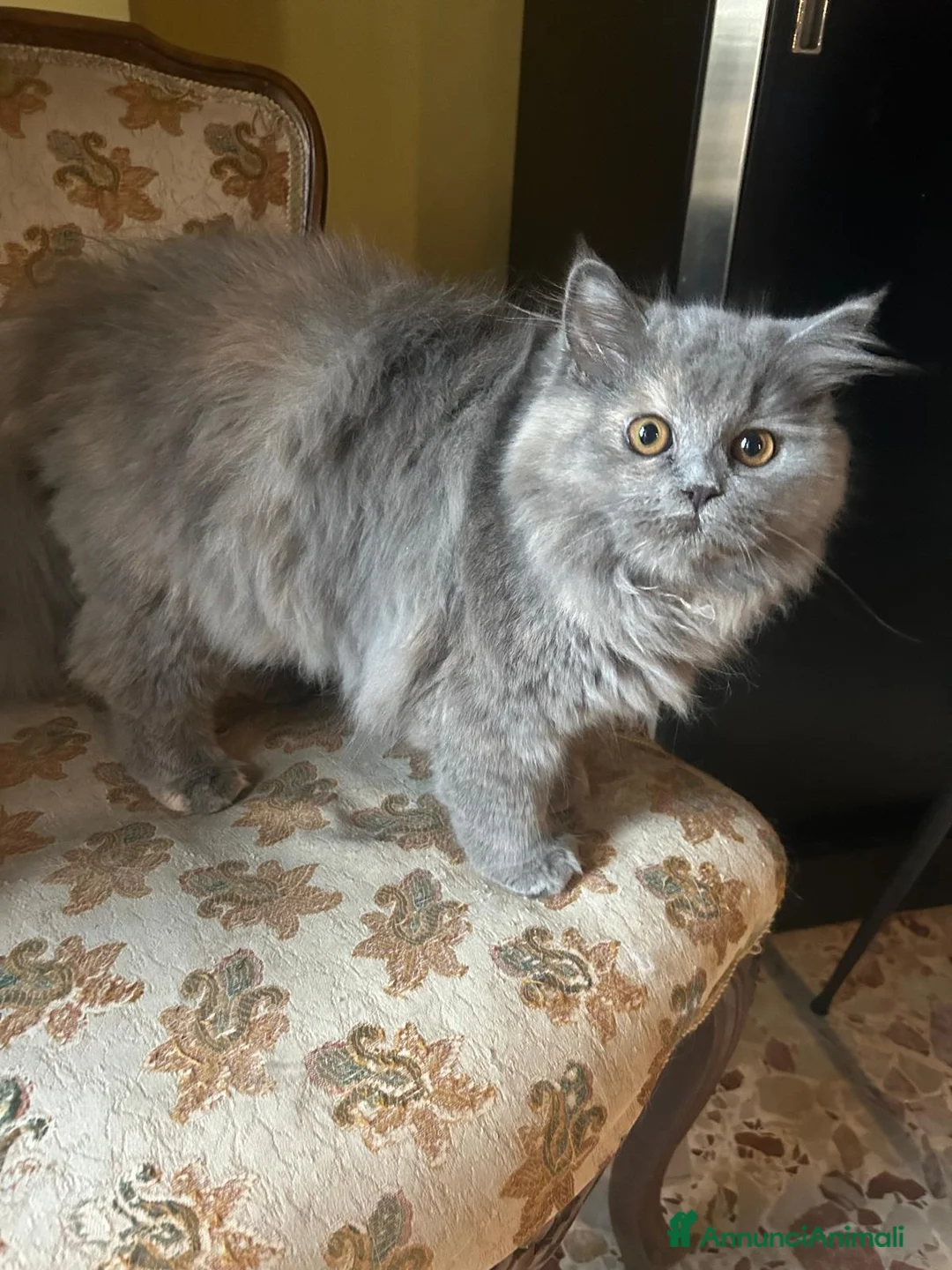 Persiano gatti in vendita: Gattina persiana normotipo  - Annuncio 2