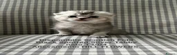 Scottish gatti in vendita: Cedesi bellissimi gattini SCOTTISH FOLD a Provincia della Spezia - Annuncio 6