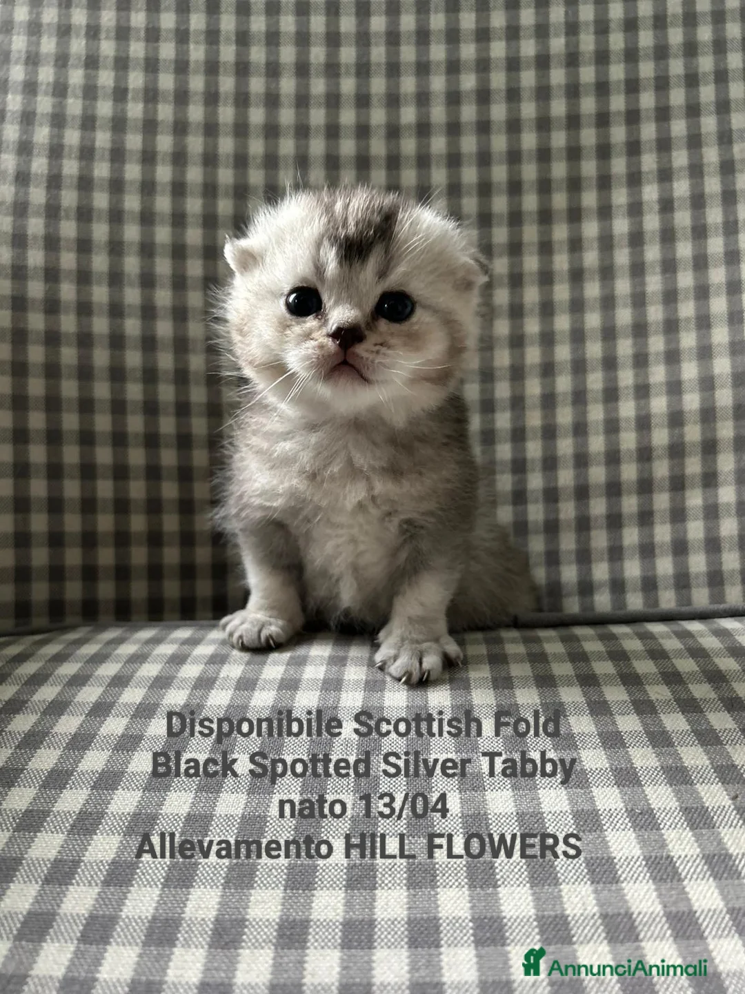 Scottish gatti in vendita: Cedesi bellissimi gattini SCOTTISH FOLD a Provincia della Spezia - Annuncio 6