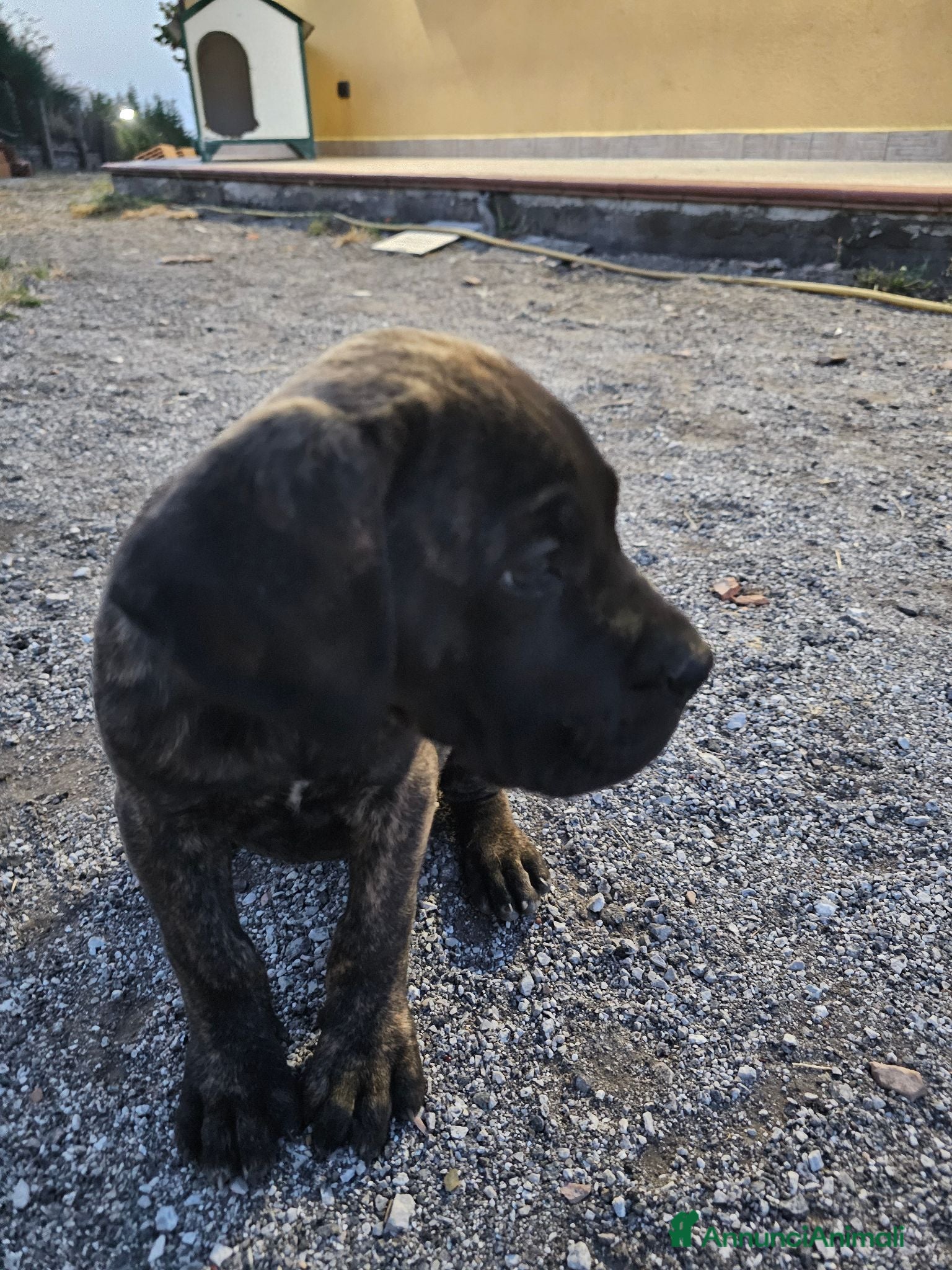 Cane Corso cani Cucciola cane corso  - Annuncio 1