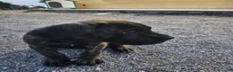 Cane Corso cani in vendita: Cucciola cane corso  - Annuncio 1