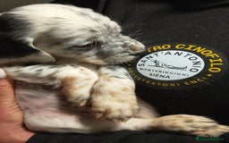 Setter Inglese cani in vendita: cuccioli in vendita - Immagine 1