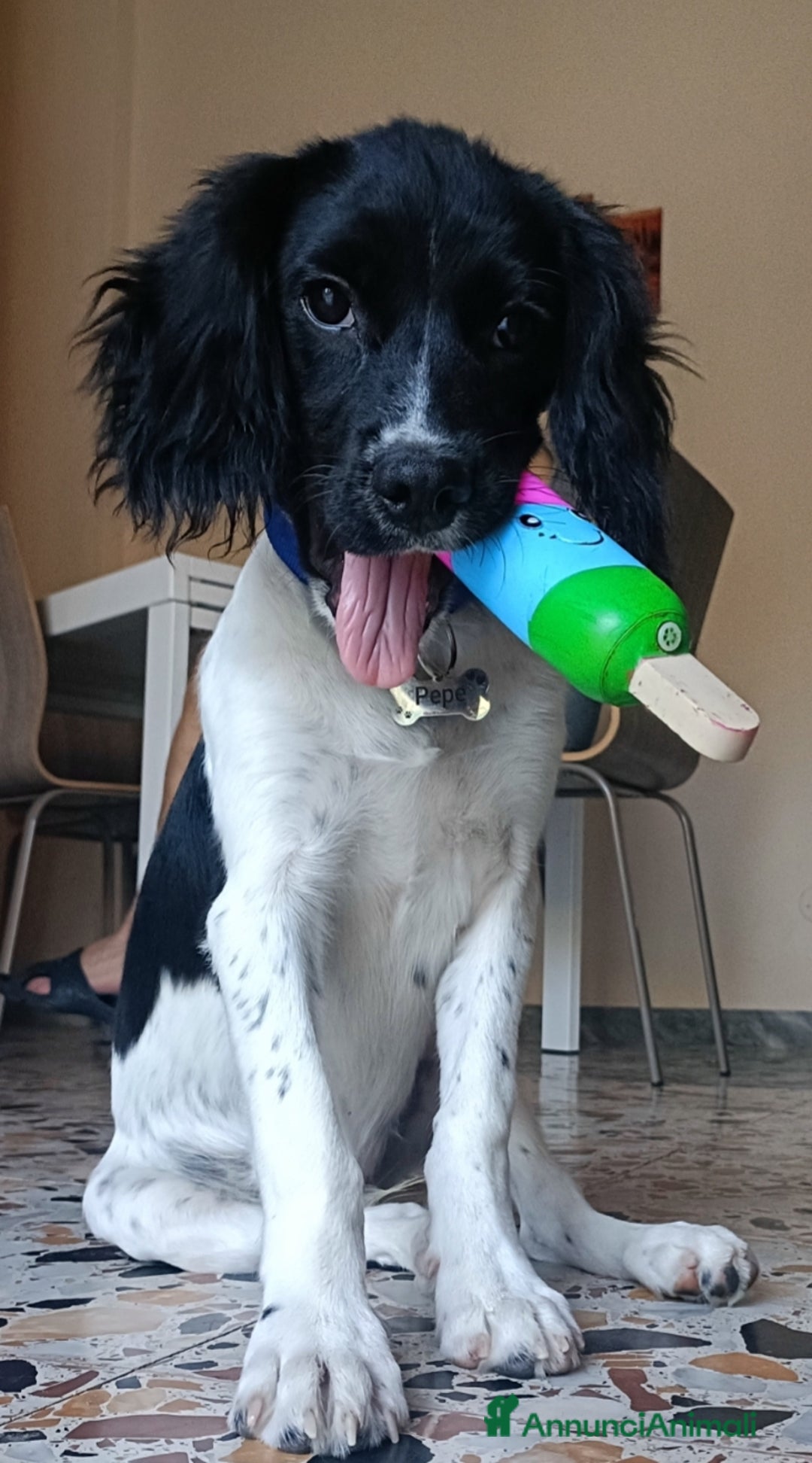 Breton cani in regalo: Cucciolo incrocio Breton Springer  - Annuncio 2