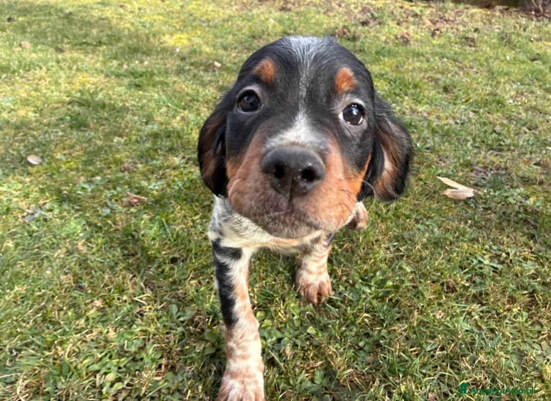 Breton cani in vendita: Disponibile cucciolo maschio di Épagneul Breton - Annuncio 3