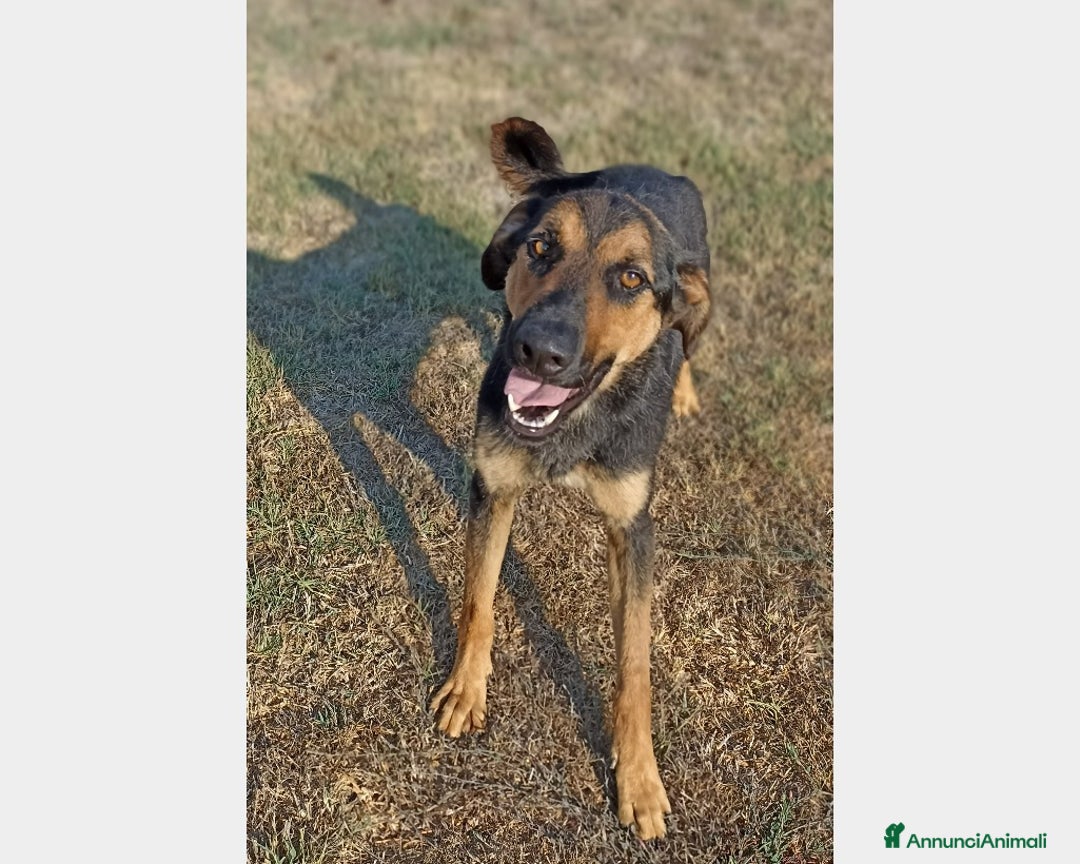 Meticcio cani in regalo: Rocky, bellissimo meticcio a Latina - Annuncio 4