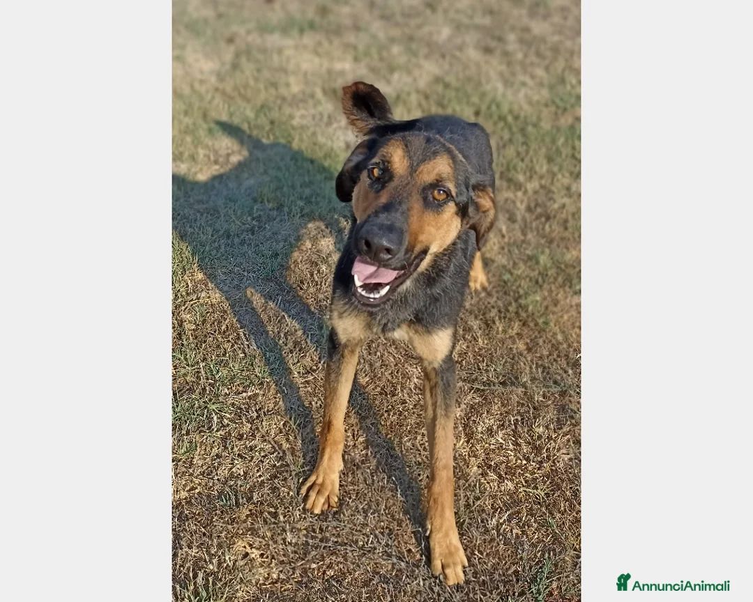 Meticcio cani in regalo: Rocky, bellissimo meticcio a Latina - Annuncio 4