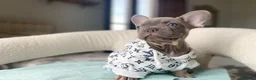 Bulldog Francese cani in vendita: Splendidi cuccioli Bulldog Francese - Annuncio 6