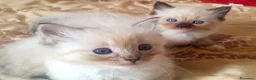 Ragdoll gatti in vendita: Ragdoll cuccioli  - Annuncio 6