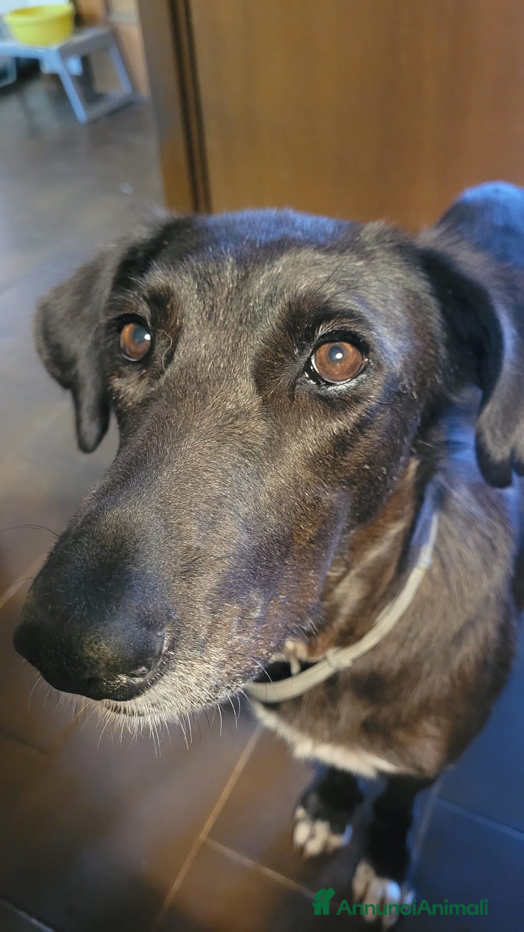 Meticcio cani in regalo: Dolcissima meticcia - BLACKY a Città Metropolitana di Milano - Annuncio 6