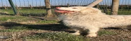Meticcio cani in regalo: TRADITO DALLA SUA FAMIGLIA!  a Provincia di Ferrara - Annuncio 1