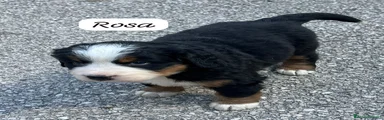 Bovaro del Bernese 5