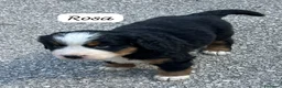 Bovaro del Bernese cani in vendita: Cuccioli del Bovaro del Bernese  - Annuncio 2