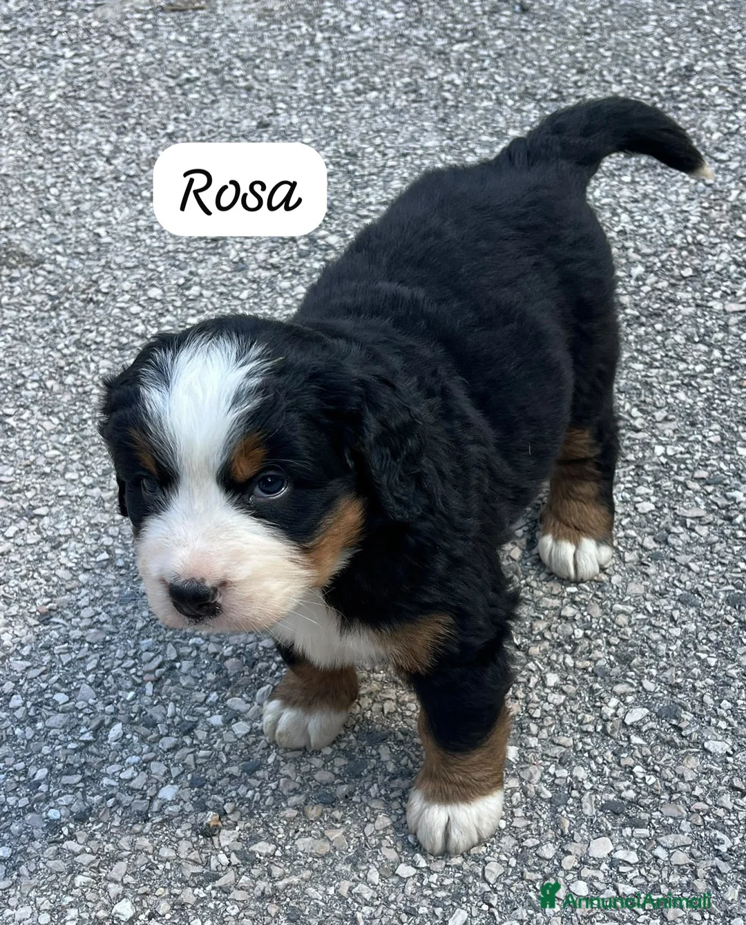 Bovaro del Bernese cani in vendita: Cuccioli del Bovaro del Bernese  - Annuncio 2