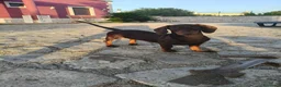 Bassotto cani in vendita: Bassotte 5 mesi - Annuncio 4