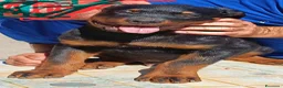 Rottweiler cani in vendita: Cuccioli rottweiler  - Annuncio 3
