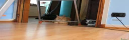 Maine Coon gatti in vendita: torna disponibile maine coon cucciolo  - Annuncio 6