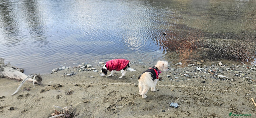 Meticcio cani in regalo: CUCCIOLI BISOGNOSI: URGENTE - Annuncio 14