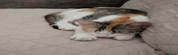 Altre razze gatti in regalo: Una casa per Misha - Annuncio 8