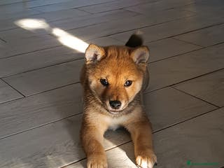 Shiba Inu cani Shiba Inu disponibile da subito!! - Annuncio 2