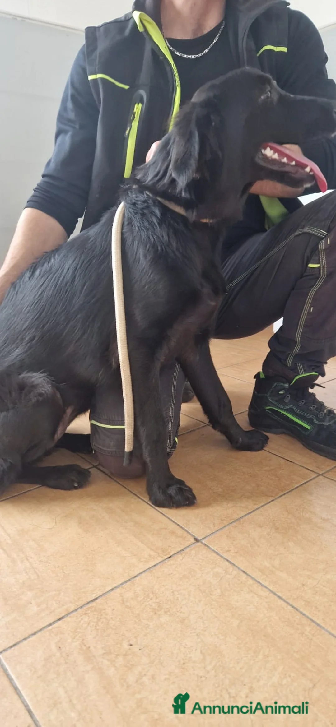 Setter Inglese cani in regalo: Jessica, Setter femmina in Canile - Annuncio 4