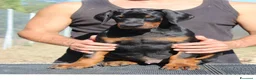 Dobermann cani in vendita: Cucciolo di dobermann  - Annuncio 5
