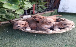 Meticcio cani in vendita: Maltipo  - Immagine 2