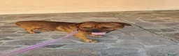 Altre razze cani in regalo: Cane tayson  a Provincia di Arezzo - Annuncio 4