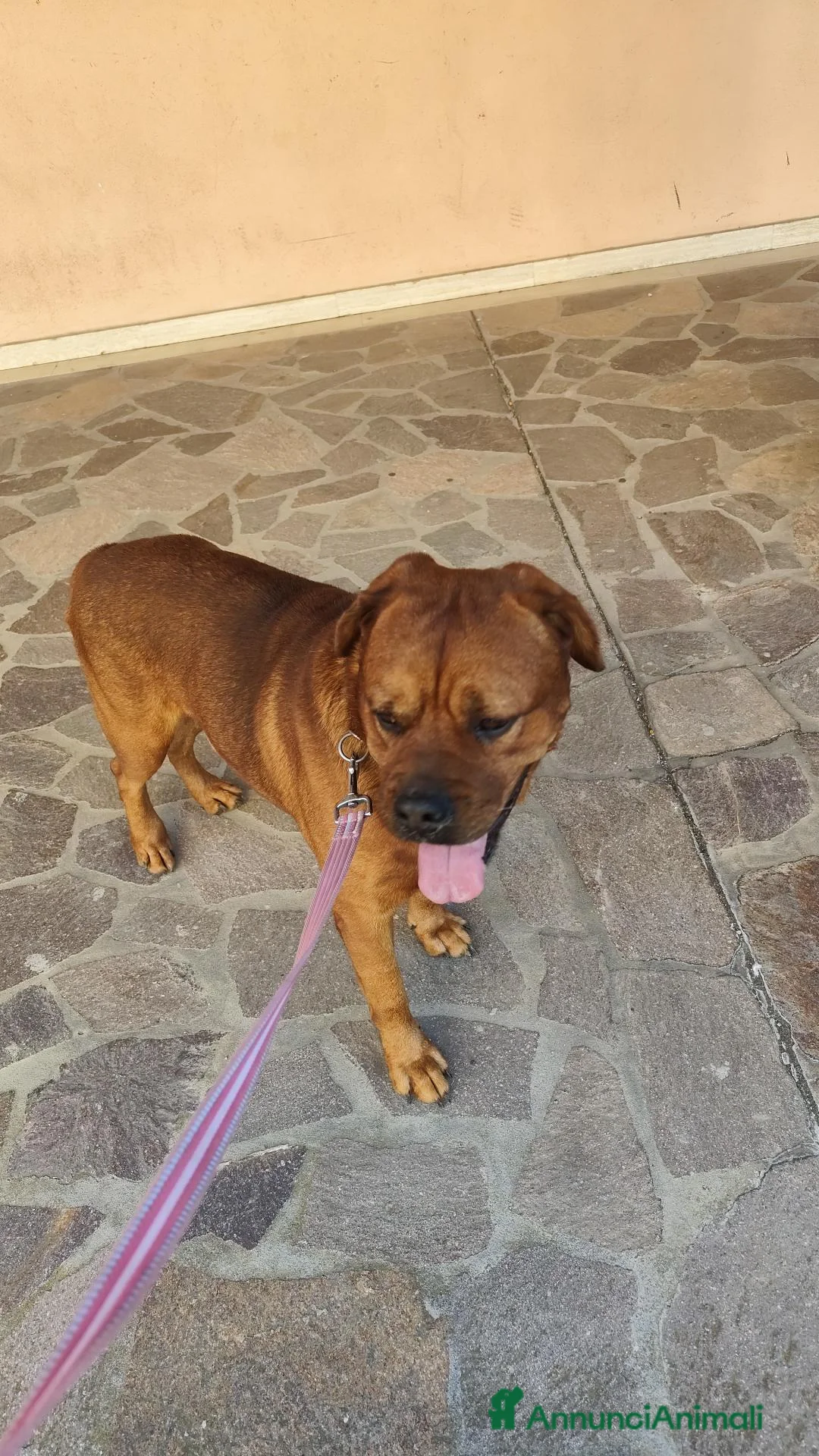 Altre razze cani in regalo: Cane tayson  a Provincia di Arezzo - Annuncio 4