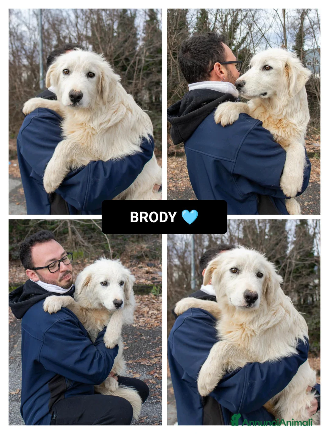 Altre razze cani in regalo: brody  - Annuncio 1